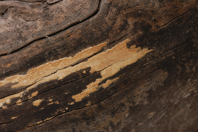 Quale Antrodia? (Antrodia albida)